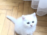 1,5 aylık yavru beyaz british shorthair