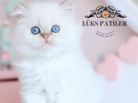 İpeksi tüylü silver british longhair