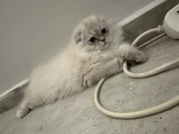 Golden point scottish fold longhair
