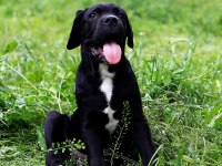 Sağlık Ve Irk Garantili Şecere Belgeli