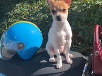 Chihuahua erkek 5 aylık