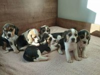 Sağlıklı beagle yavrular