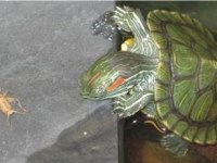 Yavru kaplumbağalarımız sağlık ve ırk garantilidir