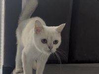 British Shorthair Beyaz Mavi Göz Dişi