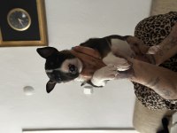 1 Buçuk Aylık Bull Terrier Yavrularımız