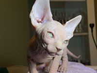 Sfenks Bebişler Sahiplerini Arıyor