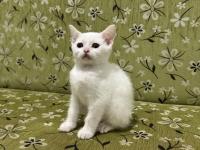 2 Aylık Erkek Beyaz British Shorthair