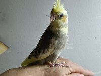 Ücretsiz Sahiplendirme Sultan Papağanımız