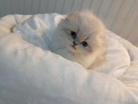 Longhair Ve Shorthair Tabby Yavru Kedilerimiz