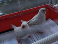 Hint Bülbülü Ankara Damızlık Takımlar