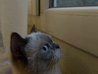 Ücretsiz Sahiplendireceğim Çok Uslu Ve Sakin Bir Kedidir