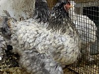 Blue modled brahma kuluçkalık yumurta