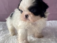 Teacup Mavi Göz Shih-Tzu Kızım
