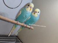 Kuş Malzemeleri Dahil Muhabbet Kuşu