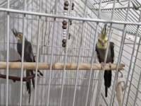 Sultan Papağanı Takım