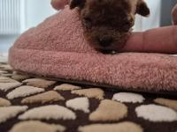 Anne Altından Safkan Poodle Bebekler