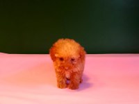 Teacup poodle yavrusu köpeklerimiz
