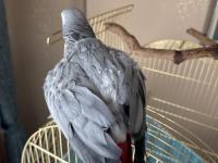 Erkek 3,5 Yaşında Jako Papağanı