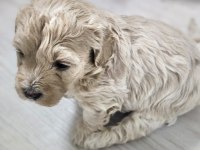 Rezerveye açık maltipoo yavrularımız