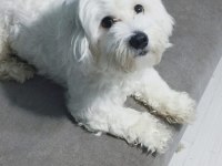 Ücretsiz 1.5 yaşında erkek maltese