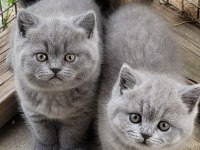 Irk ve sağlık garantili ayı surat british shorthair bebekler