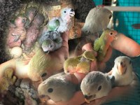 Sevda Papağanı Aşk Kuşu Yeni Yuvasını Arıyor