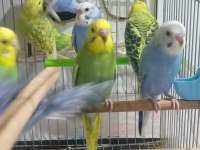 6 adet yavru muhabbet kuşu 3 mavi 3 yeşil