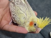 Uysal Oyuncu Sultan Papağanı Bebekler