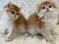 Ny12 Soylu Golden British Yavrular - Muhteşem Tip Ve Karakterli