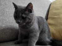 Acil Uygun Fiyat Satılık British Shorthair