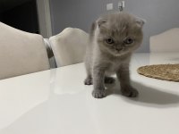 Scottish Fold Güzelliklerime Yuva Arıyorum