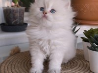 British Longhair Golden Point Safkan Yavru