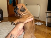 Pug Yavruları Dişi