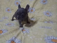 Egzotik French Bulldog Köpeğimiz