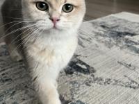 Şecereli British Shorthair Dişi 10 Aylık