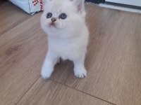 Özel Scottish Fold Yavrular