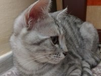 5 Aylık British Shorthair