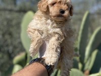 Sağlık Ve Irk Garantili Poodle Yavrularımız