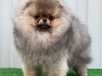Irk Garantili Pomeranian Boo Sevimli Yavrular
