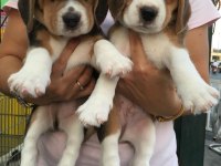 Irk Garantili Beagle Yavruları