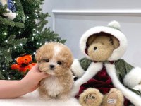 Toy Poodle Köpeği 2 Aylık