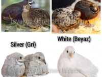 Kuluçkalık Bıldırcın Yumurtaları (7 Çeşit)