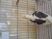 Yavru Sultan Papağanı