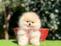 Safkan pomeranian boo köpeklerimiz