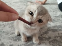 Kedimiz Cookie Yeni Yuvasını Arıyor