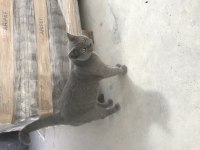 Tam Soy Kedimiz Duman