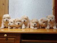 Chow Chow Yavruları İçin Ulaşın