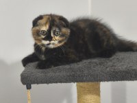 Scottish fold tortie