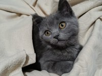 3 Aylık Yavru British Shorthair
