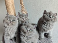 Ayı Surat Safkan British Shorthair Yavrularımız